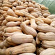 Zhongke Maohua Vegetable Seeds Luohan Zaomi Ben Pumpkin Seeds Super Sweet Noodles Ribbed Pumpkin Seeds Grown in the South Luohan Zaomi Ben 5g/bag