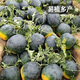 Fengming Yashi black seedless watermelon seeds thin skin large super sweet southern seedless black watermelon seeds 100 capsules