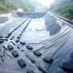 Qingyixuan fish pond anti-seepage membrane geomembrane fish pond tarpaulin breeding fish pond membrane pond membrane fish pond breeding membrane whole roll 16 meters 50 meters 0.12 mm thick