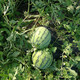 Zhongke Maohua melon and fruit seeds Zhongke Bingqilin watermelon seed improved 8424 Jingxin type replaces Meidu watermelon variety with crack resistance Zhongke Bingqilin 3000 capsules/box special for seedlings
