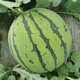 Beishu rock sugar unicorn watermelon seeds seedlings super sweet and crisp four-season fruit seeds rock sugar unicorn watermelon seeds about 50 pieces