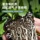 Dewoduo special nutrient soil for flower cultivation 15L gardening potted planting flower soil peony gardenia phalaenopsis organic coconut bran soil