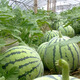 Planting Notes: Kirin Watermelon Seed Zaojia 8424 has beautiful fruit shape, sweet flesh, thin and crispy skin, Jinmeidu Seeds, about 80 seeds in 5 grams of Jinmeidu Watermelon Seeds (resistant to cracking)
