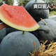 Fengming Yashi black seedless watermelon seeds thin skin large super sweet southern seedless black watermelon seeds 100 capsules