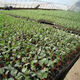 Watermelon seedlings 8424 grafted seedlings with soil seedlings seedless Midu Kirin early maturing seedlings greenhouse potted plants wholesale red heart seedless watermelon seedlings affordable large quantity buy 10+10 total 20 trees