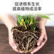 Manlife 50L imported nutrient soil universal peat soil flower growing soil vegetable soil gardening planting soil flower organic soil