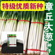 Authentic Shandong Zhangqiu hard-core scallions, special new species, four-season farmhouse spring, autumn and winter vegetable larvae seeds collection, high-quality selection, half Jin Jin is equal to 0.5 kg, Song and Song products, special new species