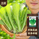 Beishu Chinese cabbage seed seedlings, winter and spring cold-resistant balcony fast-growing green vegetable seeds, four-season Chinese cabbage seeds 2000 capsules
