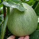 Shouhe Emerald Sweet Melon Seeds Thin Skin Green Skin Green Flesh Four Seasons Potted Shouguang Seeds Emerald Melon Seeds 50g