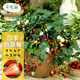 Strawberry seed cream strawberry seedlings for planting indoor and outdoor balcony vegetables and fruits potted flower seeds Dandong Spring Four Seasons Rainbow Field Four Seasons Milk Strawberry Seeds 150 capsules