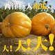 Shouguang eighth generation American giant pumpkin seeds extra large extra large special ornamental space vegetable larvae large pumpkin seeds 20 original