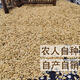 Tea bran, glutinous rice, glutinous rice with shell, glutinous rice with shell, glutinous rice with shell, 500g non-standard customization Jin Jin is equal to 0.5 kg non-standard customization