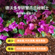 Devodo crab claw orchid special nutrient soil 15L gardening green plant potted flower soil organic flower organic planting flower fertilizer soil