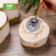 Fresh, selected large fruits, Hainan green coconut, fresh coconuts are picked and shipped to pregnant women to replenish amniotic fluid, healthy fresh coconut water, selected 9 packs (with tools)