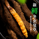 色季拉【新鲜虫草】色季拉 新鲜冬虫夏草 头茬新鲜虫草 高洁净健康滋补 0.8克/根 20根