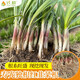 Shouguang Red Root Leek Root Seedlings Purple Root Leek Root Seeds Potted Potted Balcony Autumn Season Small Leaf Vegetable Seeds Red Leek Root 4Jin Jin is equal to 0.5kg (free 4 packs of 50g organic fertilizer)