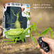LNGA Landgre Control remoto Mantis Simulación eléctrica Juguetes Douyin Prank Artifact Cockroach Boys puede mover los animales de rastreo de araña [Versión clásica - Control remoto Ladybug] Modelo rojo 9922 Estándar oficial