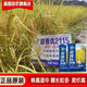 Nationally approved Tianxiangyou 2115 high-yielding hybrid rice seed, first-class rice quality, beautiful fragrance, long-grain, fragrant rice, delicious first-class rice, Tianxiangyou 2115 1Jin Jin is equal to 0.5 kilograms