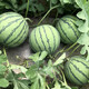 Zhongke Maohua melon and fruit seeds Zhongke Bingqilin watermelon seed improved 8424 Jingxin type replaces Meidu watermelon variety with crack resistance Zhongke Bingqilin 3000 capsules/box special for seedlings