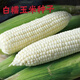 New species in stock Wannuo 188 sweet waxy corn seeds high-yield big sticks for sowing in all seasons. New species Wannuo 188 original 4 Jin Jin equal to 0.5 kg, about 5000 grains