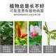 Zhongnong Chemical Compound Fertilizer Flower Fertilizer Flower Vegetables and Fruit Trees Potted Plants Universal Three-Yuan Nitrogen, Phosphorus and Potassium Fertilizer Agricultural Fertilizer Organic and Inorganic Compound Fertilizer 13-15-7 2 Jin Jin equal to 0.5 kg Packed with free spoon
