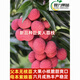 The latest variety of Xiantao lychee seedlings, Jumeiren grafted lychee seedlings, can be planted in pots and ground in the north and south. Results in the same year. High seedling survival rate in 3 years. Thickness: 1-1.2cm. Jumeiren lychee seedlings.