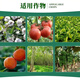 Ethephon plant growth regulator pesticide ethylene agent ethephon banana ripening agent persimmon ripening agent 100g*10 bottles