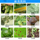 Senhuo Qingmiao 45% ethyl tebuconazole garden lawn scab black spot anthrax leaf spot powdery mildew pesticide fungicide
