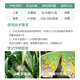 Bonsec 25% pyraclostrobin azoxystrobin scab powdery mildew anthracnose pesticide fungicide