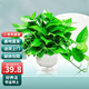 Shuangmeng green radish potted plant formaldehyde removal office new house air purification 180 white water-absorbing basins 4 basins straight from the source