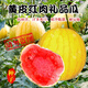 Long-cultivation super sweet Golden Beauty Watermelon Seeds Southern Spring Four Seasons Yellow Skin Red Flesh Watermelon Seeds Balcony Potted Fruit Seeds Hybrid Golden Queen Watermelon 200 Original