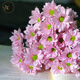 Yue Colorful Daisies Flower Express Yunnan Base Straight Ping Pong Chrysanthemum Flower Materials Office Household Water-raised Fresh Cut Flowers Pink Tristripe Daisies 8-10 Branches