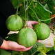 Beishu Bingtangzi melon seeds collection Boyang melon seeds Emerald melon seeds 50 capsules/bag