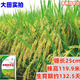 Nationally approved high-yielding hybrid rice rookie (Fengliangyouhuazhan) seed silk seedlings are resistant to high temperatures, lodging and disease resistance. The institute’s new product Fengliangyouhuazhan 1Jin Jin is equal to 0.5kg x1 bag