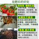 Yifuyuan peanut bran starter water fertilizer rapeseed cake organic fertilizer decomposed liquid fertilizer special oil dried em strain brown molasses EM peanut bran starter bacterial liquid (1 box 12 bottles)