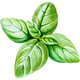 Sweet Basil Seeds Sweet Basil Spice Seeds Spring Herbs Vegetable Plants
