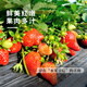 Strawberry seed cream strawberry seedlings for planting indoor and outdoor balcony vegetables and fruits potted flower seeds Dandong Spring Four Seasons Rainbow Field Four Seasons Milk Strawberry Seeds 150 capsules