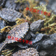 OIMG small snapping turtle live seedling pet turtle size active ornamental turtle water turtle crocodile turtle mixed Buddha new product 3-4 cm cute turtle seedlings
