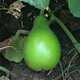 Edible gourd seeds, extra large gourd seeds, gourd seeds that can be used as water gourds, edible gourd seeds, original pack, about 20 capsules, ++ product
