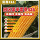 New species in stock, nationally approved Leisai 526 large-grain deep-shaft fine corn seeds, authentic drought-resistant, waterlogging-tolerant, high-yielding corn. New species in stock, nationally approved Leisai 526 5526 grains x1 bag (packaged with