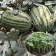 Watermelon seedlings 8424 grafted seedlings with soil seedlings seedless Midu Kirin early maturing seedlings greenhouse potted plants wholesale red heart seedless watermelon seedlings affordable large quantity buy 10+10 total 20 trees
