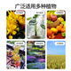 Guoguang 50% carbendazim fungicide orchid flower plant soil disinfection black spot white powdery leaf spot pesticide fungicide