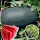 Dayu Lazy Man Watermelon Seed Seedlings Extra Large Suitable for Early Maturing Lazy Man in the South 8424 Kirin Melon Meidu Seedless Fruits and Vegetables Big Fruit Black Beauty Watermelon Seeds 20 capsules 4-6kg