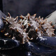 Jingmi Dalian ready-to-eat sea cucumber 250g 6-8 pieces, solid content 85%, authentic Liao sea cucumber, family pack