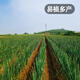 Fengming Yashi Shandong Zhangqiu green onion seeds all-season cold-resistant vegetables field planting long white green onion seeds 10 grams