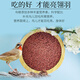 Kaiyuan (KO) full price indigo chin bird food fine point chin pellet feed red and blue indigo chin red dot chin shell bird food feed 250g indigo chin bird food