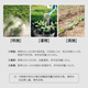 Guoguang Potassium Guoguang Potassium Dihydrogen Phosphate Vegetable Plant Household Flower Fertilizer Flowers Fruit Tree Water-Soluble Fertilizer Foliar Fertilizer 1000g