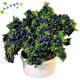 Fruit Seeds Highbush Blueberry Shrub Fruit Seeds Dwarf Blueberry Seeds Can Be Planted Nationwide in the South and North Dwarf Blueberry Seeds/30 Capsules