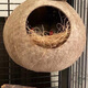 Coconut shell bird's nest, tiger skin, peony, pearl, cockatiel, coconut shell nest, grass nest, bird's nest utensils, ladder, extra large polished coconut shell nest