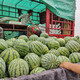 Shouhe crunchy type 8424 watermelon seeds, early mature, thin-skinned, summer and autumn seeds, watermelon seeds, 8424 watermelon seeds, 40 seeds + 5 seedlings